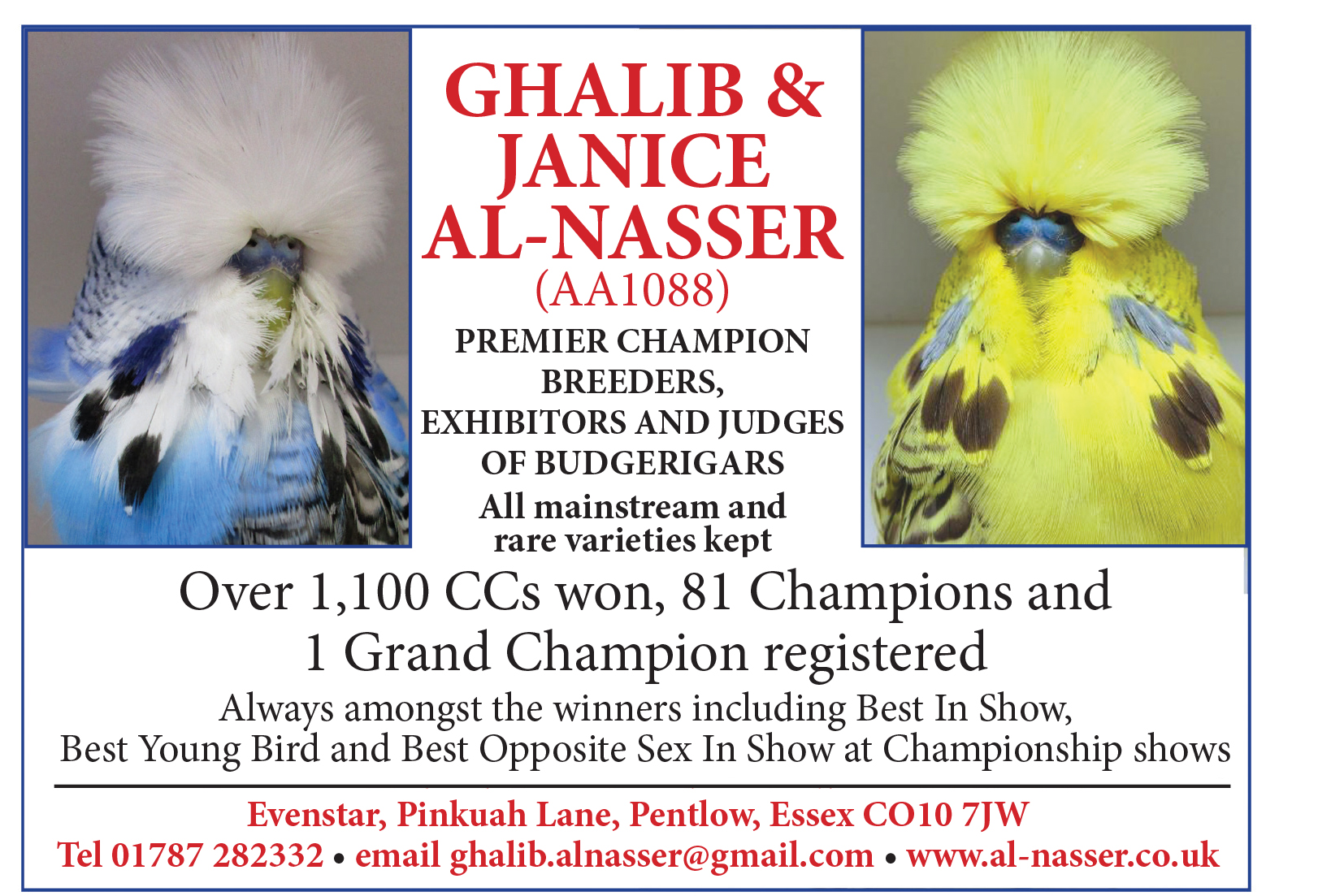 Exhibition budgies sale for sale